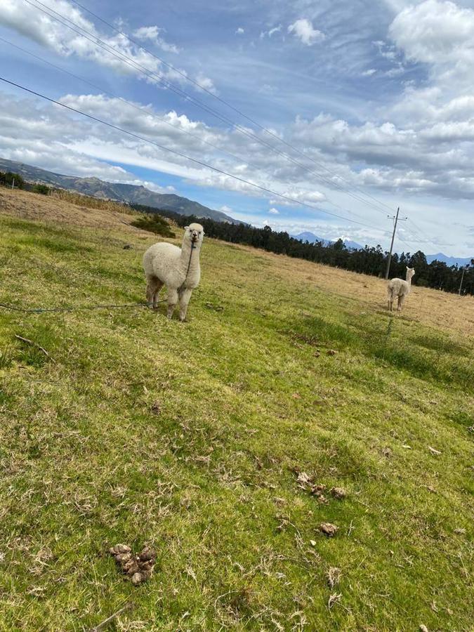 VENDO HERMOSA FINCA DE 8.3  HAS SECTOR IGUIÑARO CERCA A CHECA