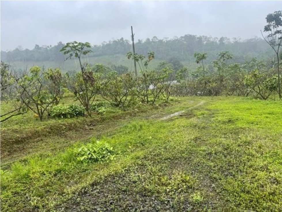 VENTA DE HACIENDA EN EL GUABO